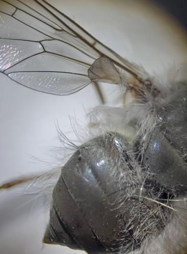 Réf. 354 639 : Bombylius niveus